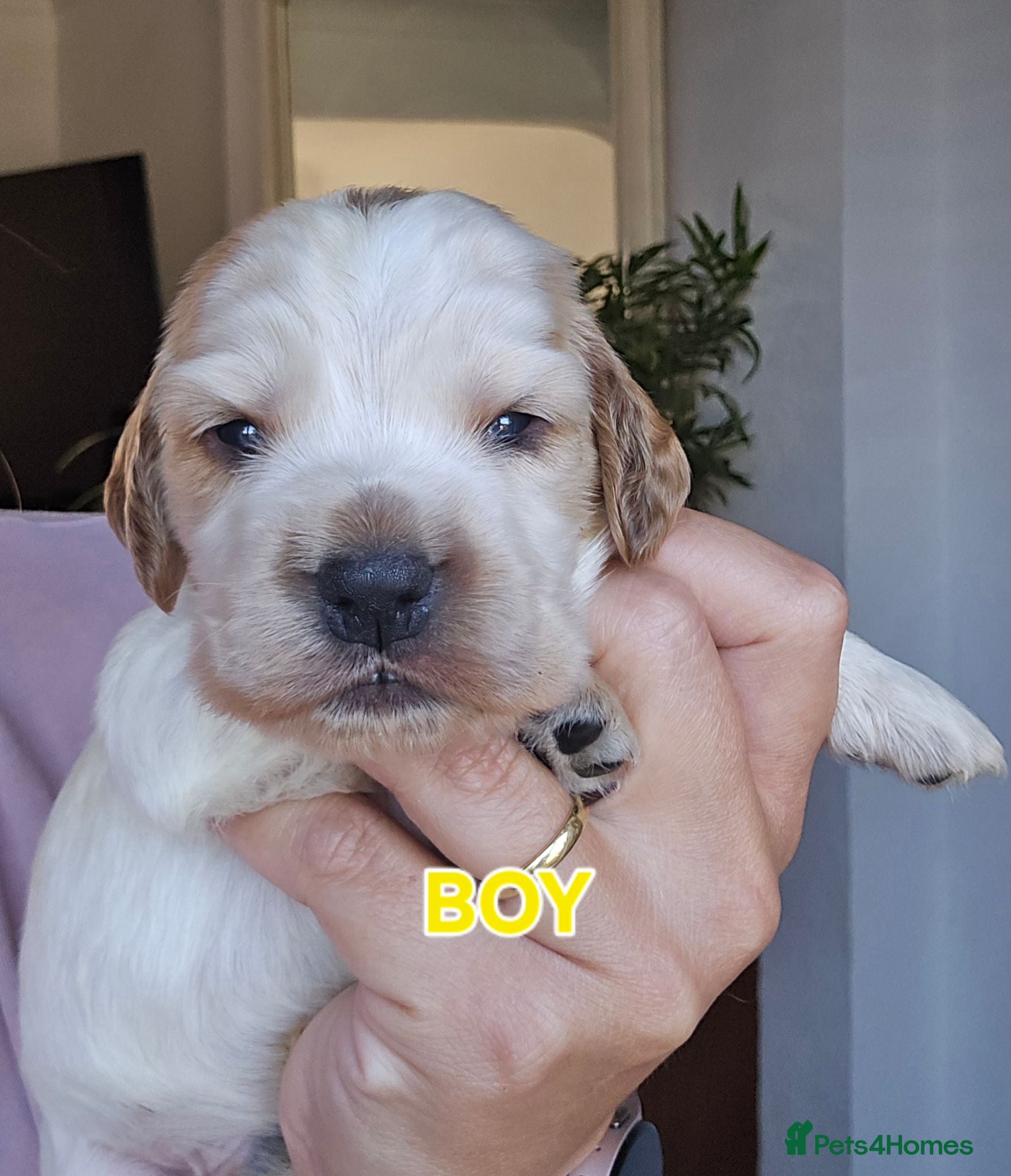 Cocker Spaniel dogs KC Reg Show Cocker Spaniel Puppies - Advert 2