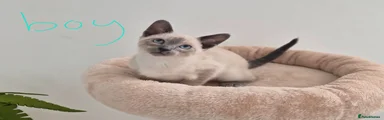Siamese 2