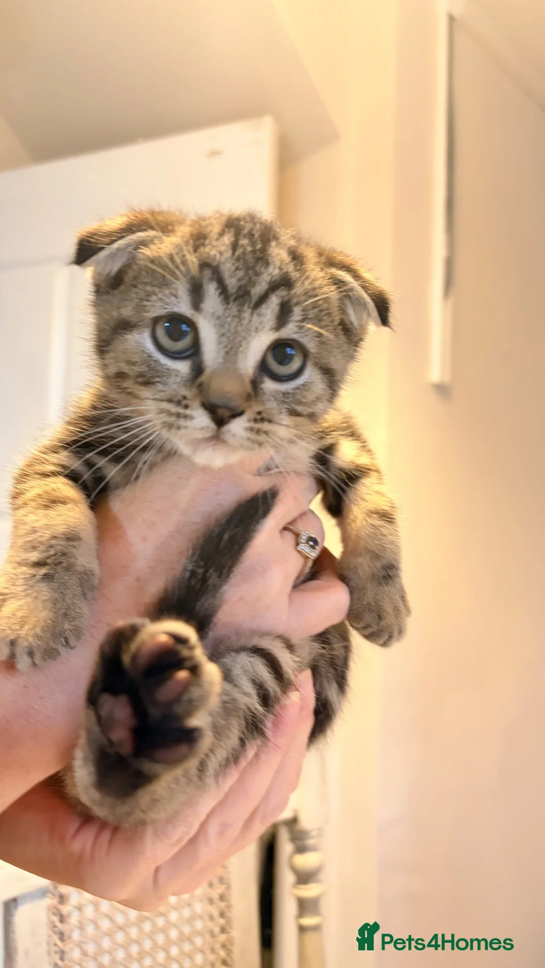 Scottish Fold cats for sale: Scottish fold x bengal - Advert 40