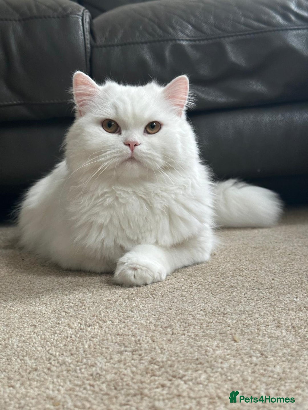 British Longhair cats for sale: British long hair cuddle friend beautiful soul - Image 2