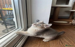 Scottish Fold cats for sale: ✨ Gorgeous Playful Kittens Ready Now ✨ - Image 2