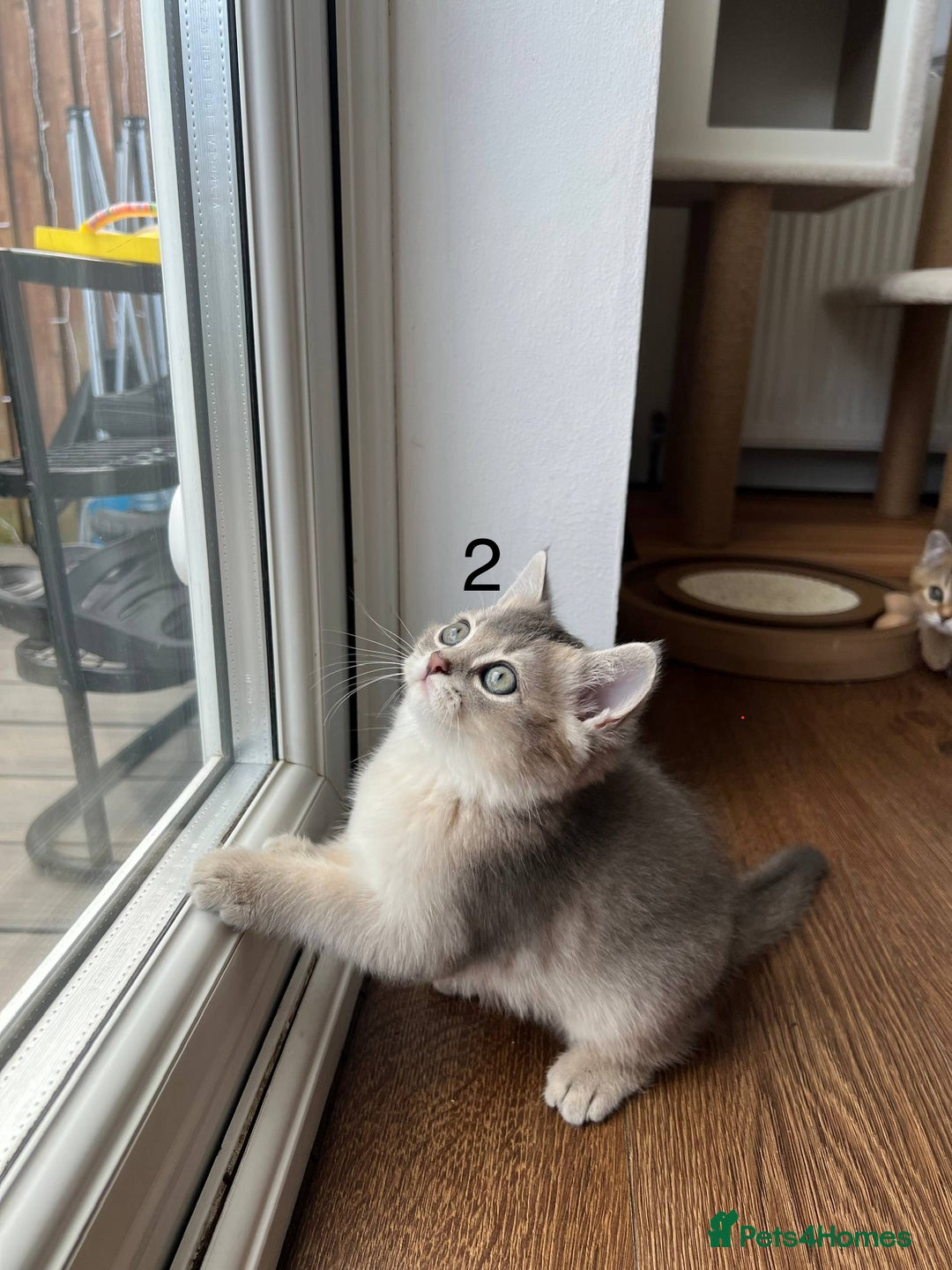 Scottish Fold cats for sale: ✨ Gorgeous Playful Kittens Ready Now ✨ - Image 2