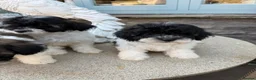 Mixed Breed dogs for sale: Ready to leave Toy poodle mixed breed puppies  - Advert 7