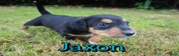 Mixed Breed dogs for sale: Loving Parsons Russell Cross Puppies  - Advert 27