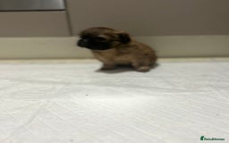 Shih Tzu dogs for sale: Lovely little boy  - Image 4