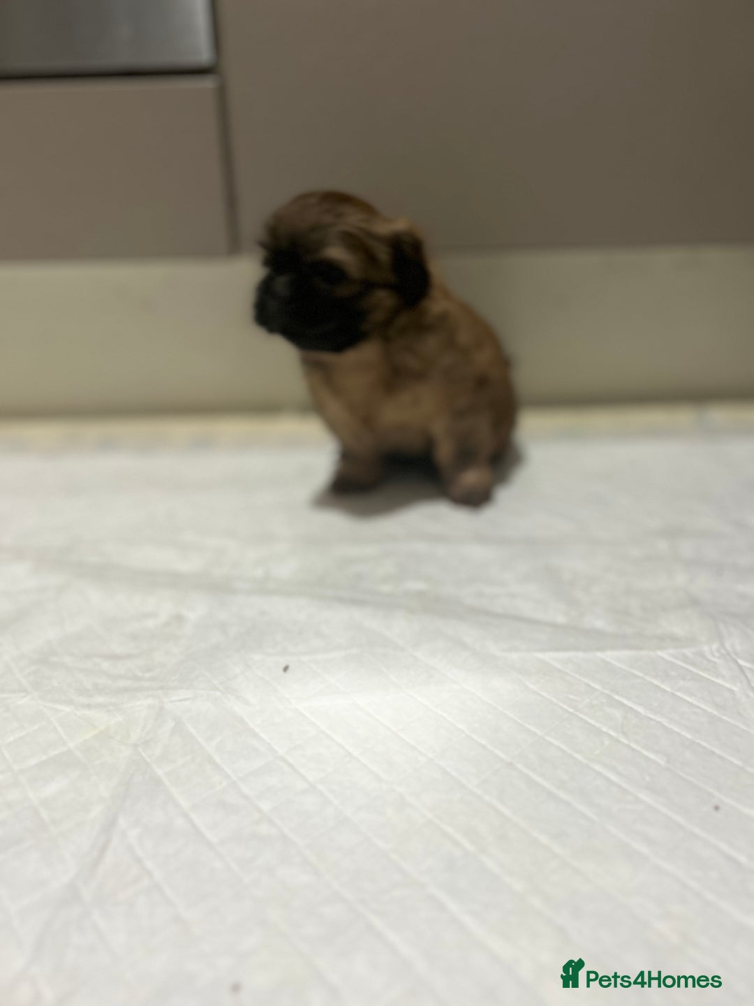 Shih Tzu dogs for sale: Lovely little boy  - Image 4