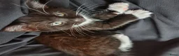 Mixed Breed cats for sale: Two Black And White Female Kittens  - Advert 6