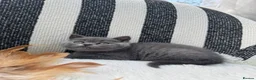 British Shorthair cats for sale: British Shorthair Kittens Blue - Advert 3