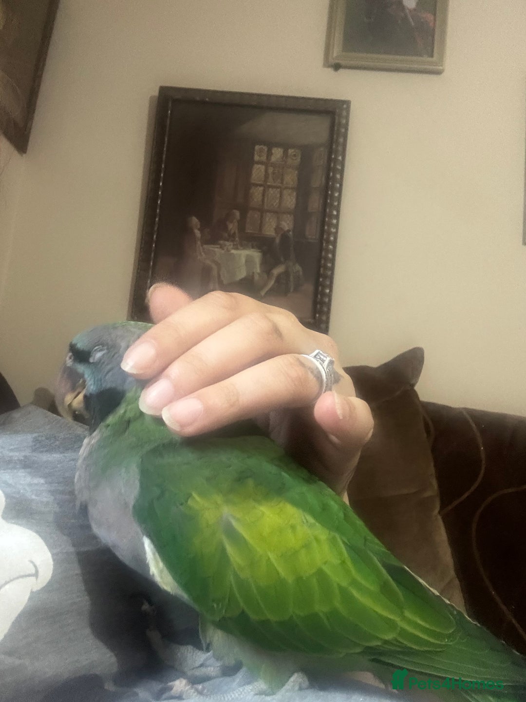 Parrots birds for sale: Handreared Derbyran parrot - Image 15