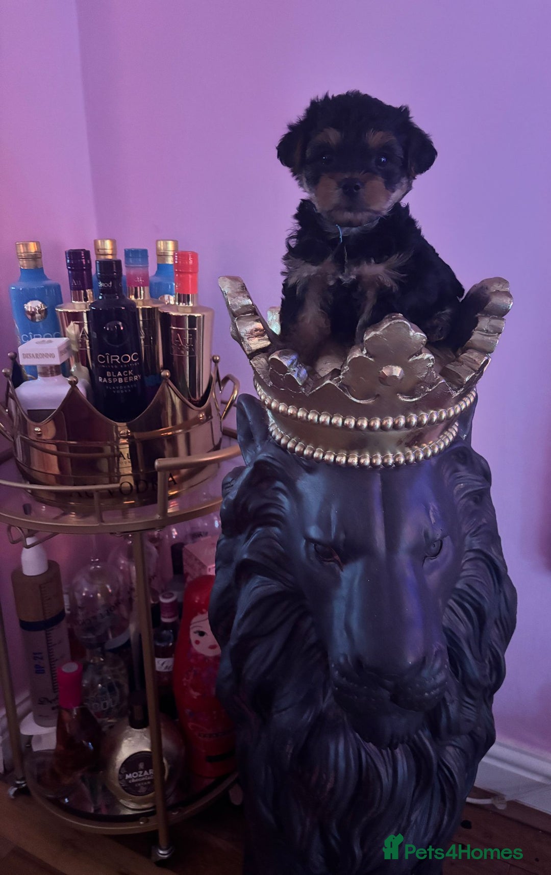 Yorkshire Terrier dogs for sale:  Yorkshire Terrier Puppies 😍🥰 2 available  - Image 1