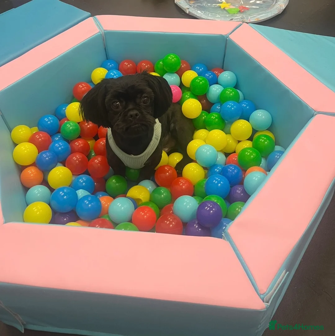 Mixed Breed dogs for sale: Little monty needs a loving home - Advert 6