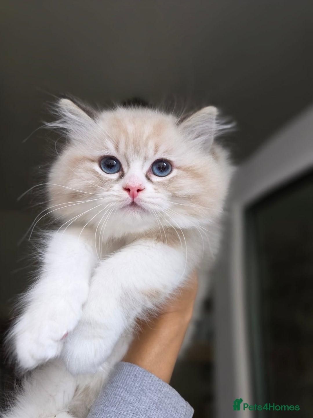 Ragdoll cats for sale: 🩷Amazing European Grand Champion lines🏆🥇 TICA💙 - Advert 24