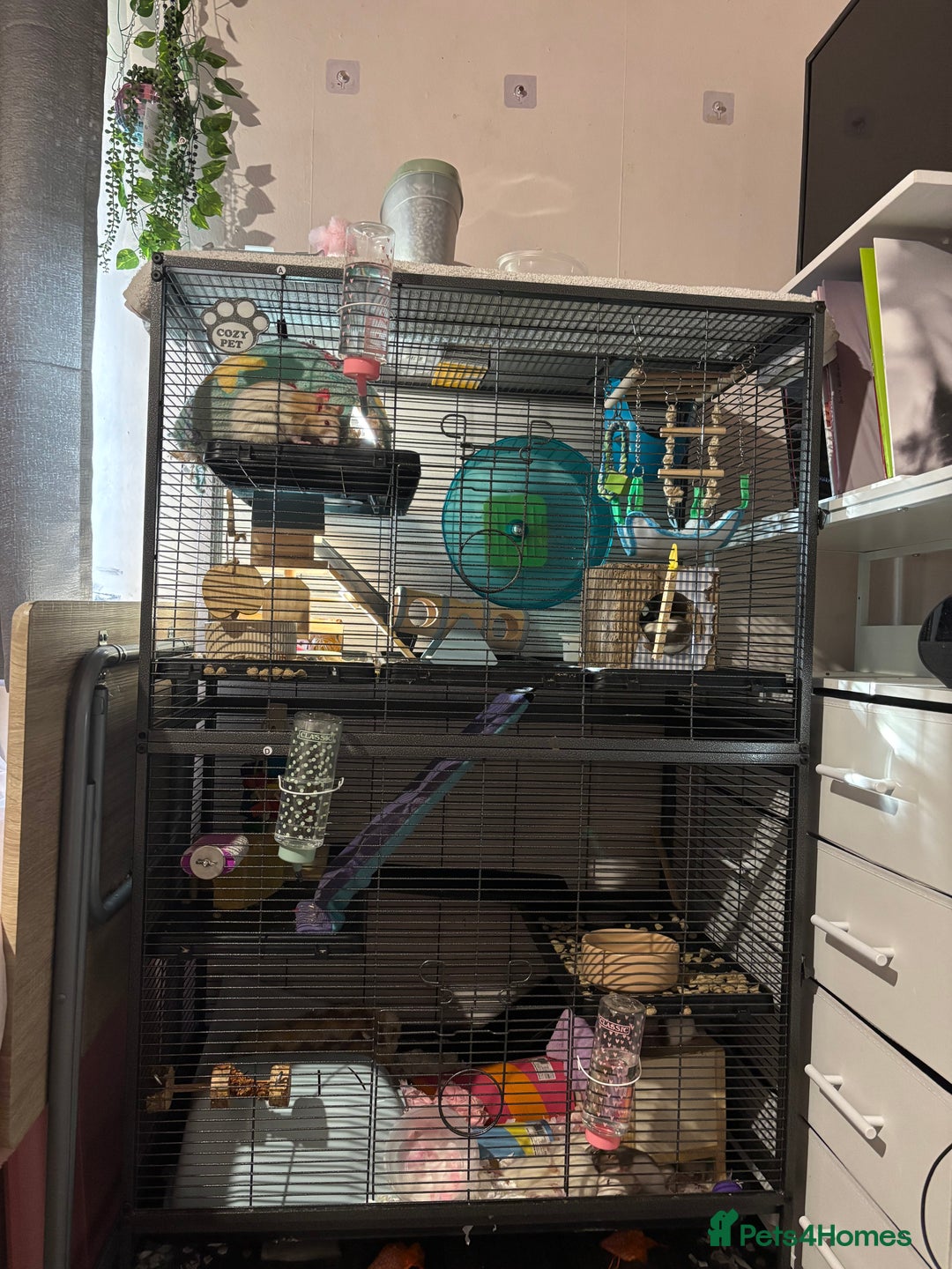 Rat rodents for sale: 3 FEMALE RATS + CAGE - Advert 4