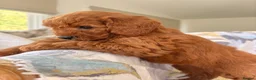 Labradoodle dogs for sale: LICENSED BREEDER F2b miniature labradoodles - Advert 27