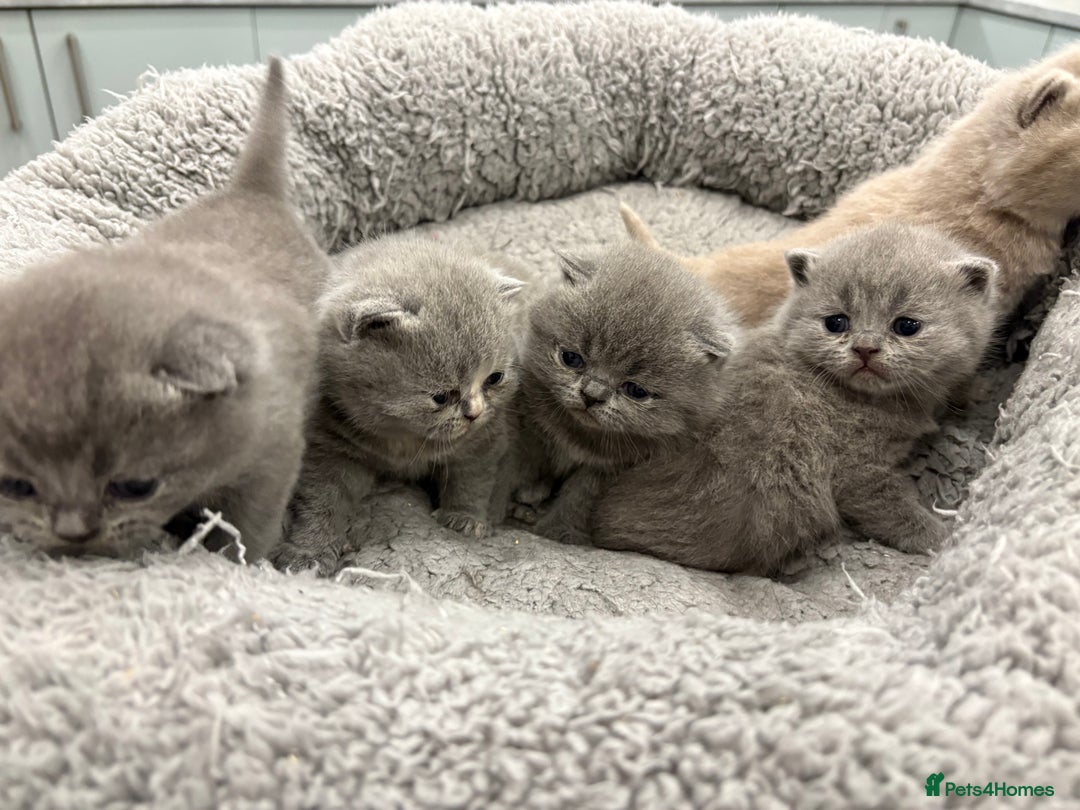 British Shorthair cats for sale: BSH kittens for sale from pedigree parents - Advert 8