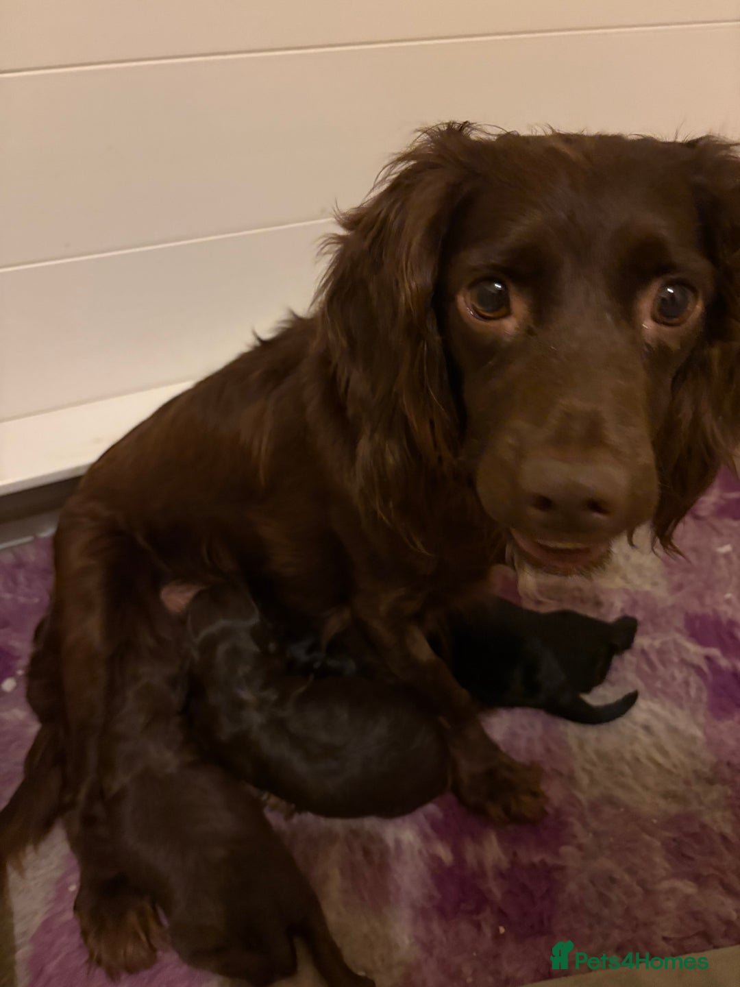 Cockapoo dogs for sale: outstanding cockapoo puppy’s available  - Advert 5