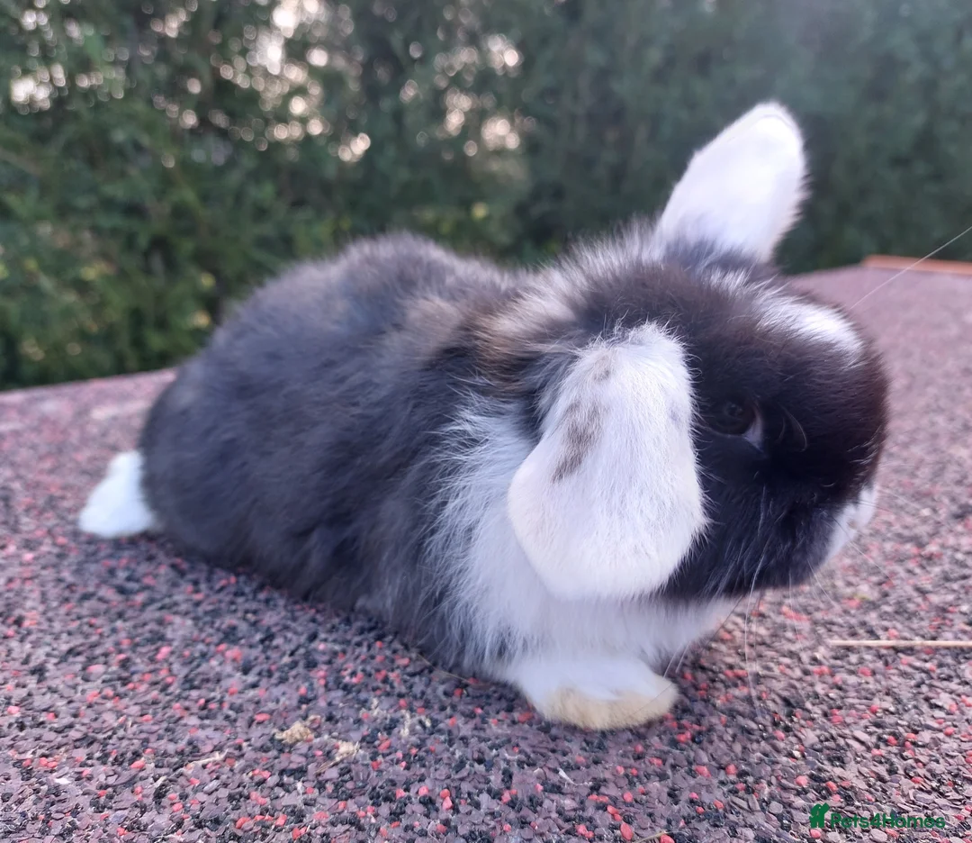 Mini Lop rabbits for sale: ☆ Mini Lop Babies ☆ in Darlington - Advert 2