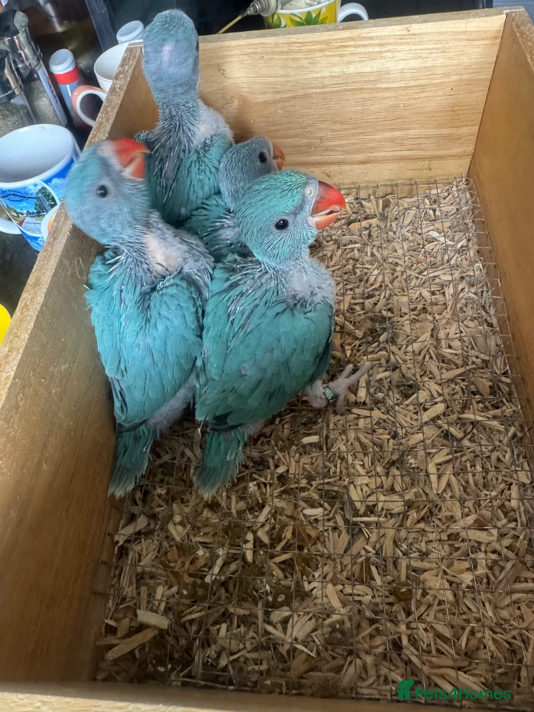 Parrots birds for sale: Handreared Indian Ringneck Babies  - Advert 4