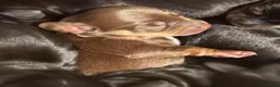 Dachshund dogs for sale: Sweet Dachshunds Ready to Share Their Love in Huddersfield - Advert 3