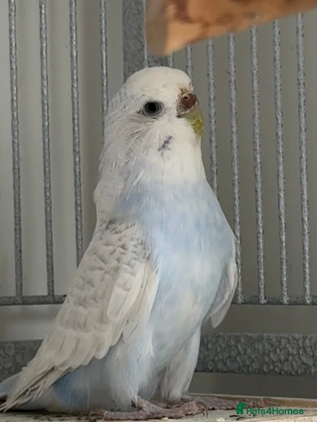 Budgerigars birds for sale: Young budgies for sale - Advert 2