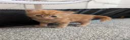 Mixed Breed cats for sale: Ginger kittens and black kittens  in Addlestone - Advert 7