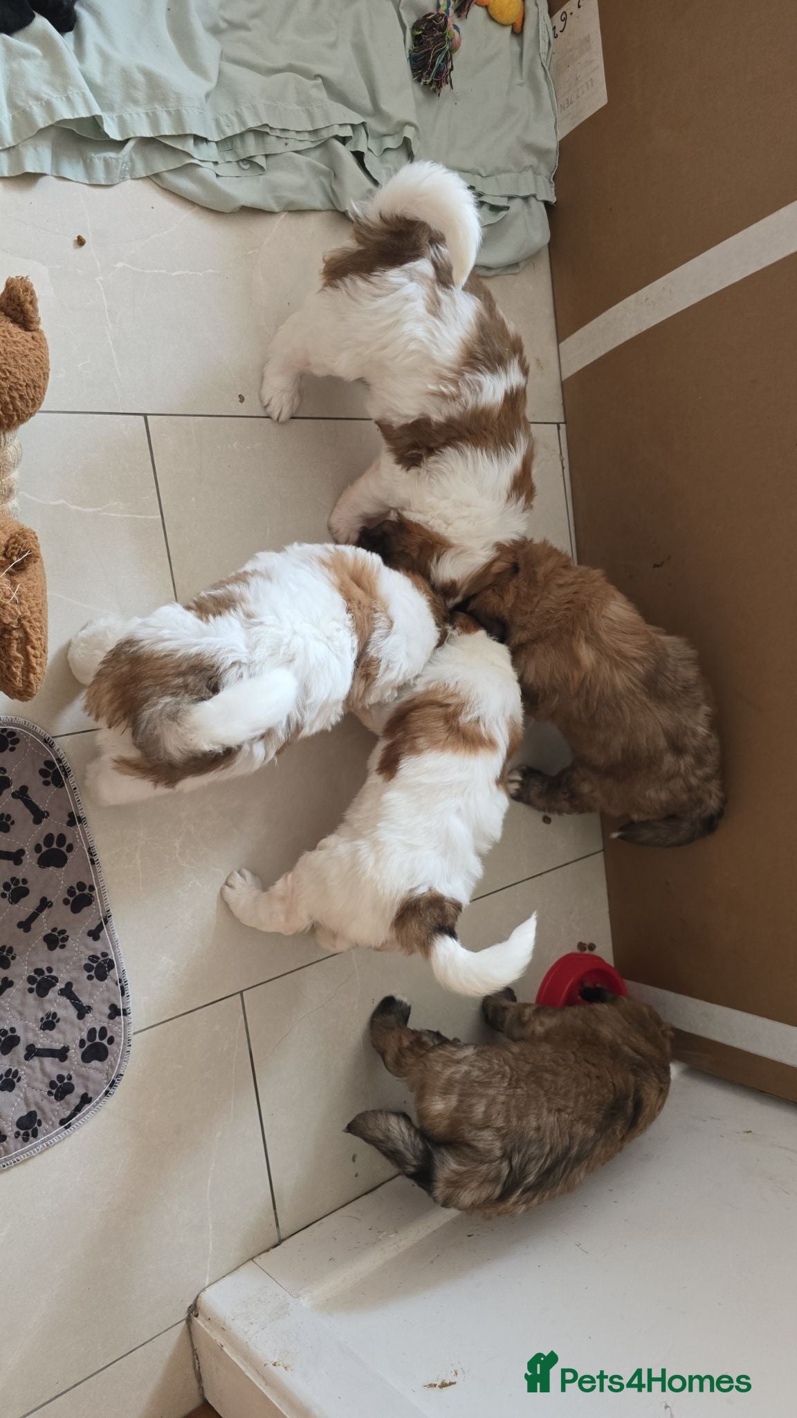 Saint Berdoodle dogs "very rare" Miniature St Berdoodles  - Advert 2