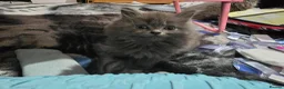 Persian cats for sale: 3 beautiful kittens ready now  - Advert 21