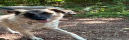 Mixed Breed dogs for adoption: Rodney - Norwich Norfolk  - Advert 7