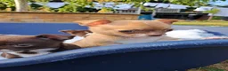 Chihuahua dogs for sale: Chihuahua Puppies  in Norwich - Advert 25