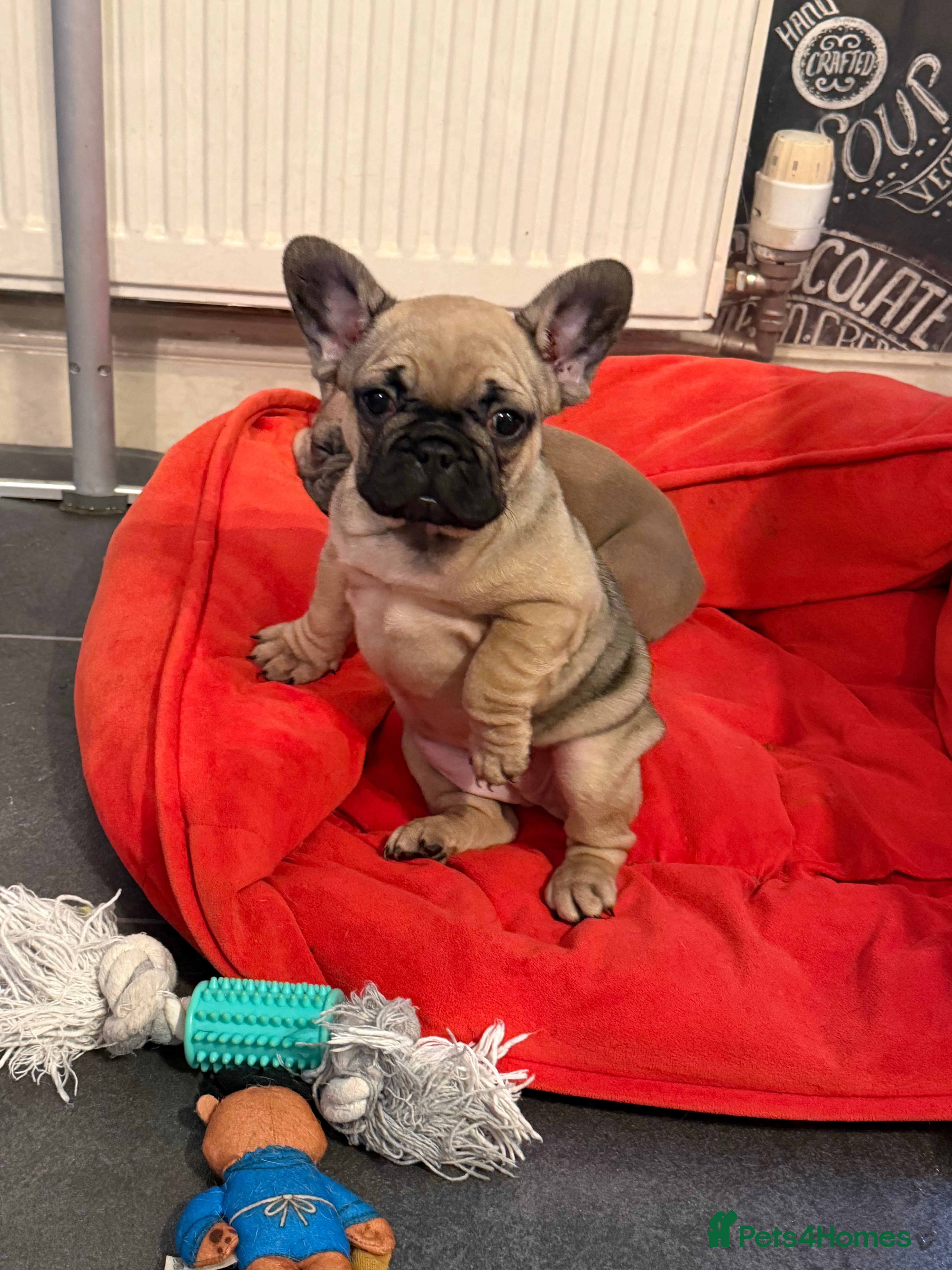 French Bulldog dogs Last puppy Rosalina left 🐶  - Advert 5