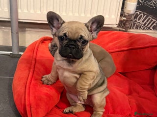 French Bulldog dogs Last puppy Rosalina left 🐶 - Advert 3