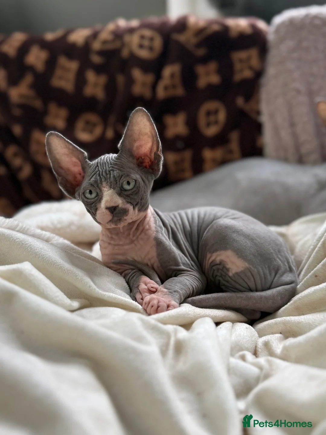 Sphynx cats for sale: Sphynx Kittens 😻 looking for new 🏡 - Advert 2
