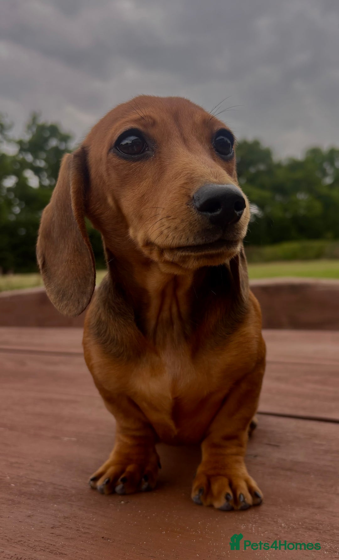 Dachshund dogs for sale: CHAMPION LINE KC REG MINI DACHSHUND GIRLS  - Image 21