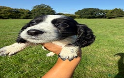 Cocker Spaniel dogs for sale: Worker cocker spaniel puppies for sale  - Image 8