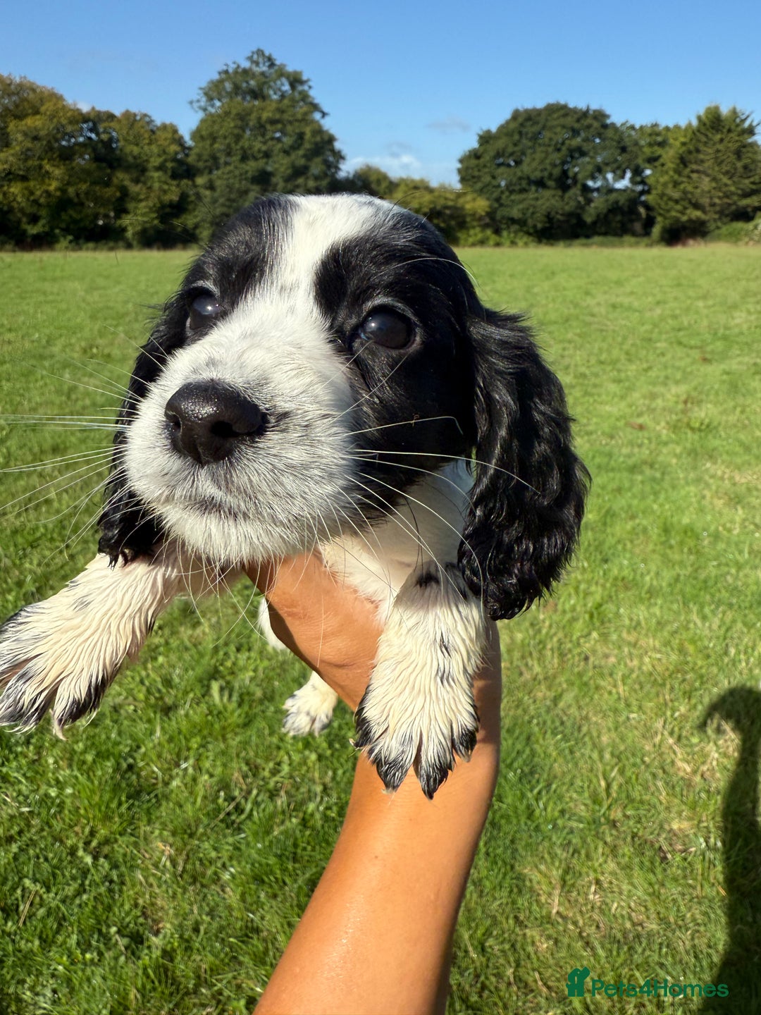 Cocker Spaniel dogs for sale: Worker cocker spaniel puppies for sale  - Image 8