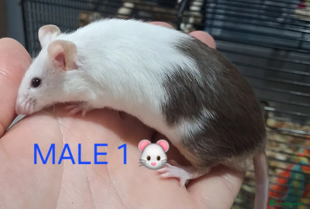 Mouse rodents for sale: MALE & Female FANCY MICE 🐁🐾 - Advert 2