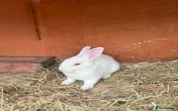 Mixed Breed rabbits for sale: Lovely white rabbit  - Image 5