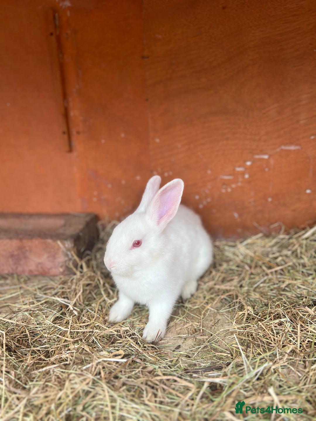 Mixed Breed rabbits for sale: Lovely white rabbit  - Image 5