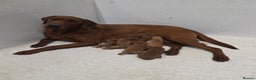 Labrador Retriever dogs for sale: Very Dark Fox Red Labrador Puppies *Health Tested* - Advert 2