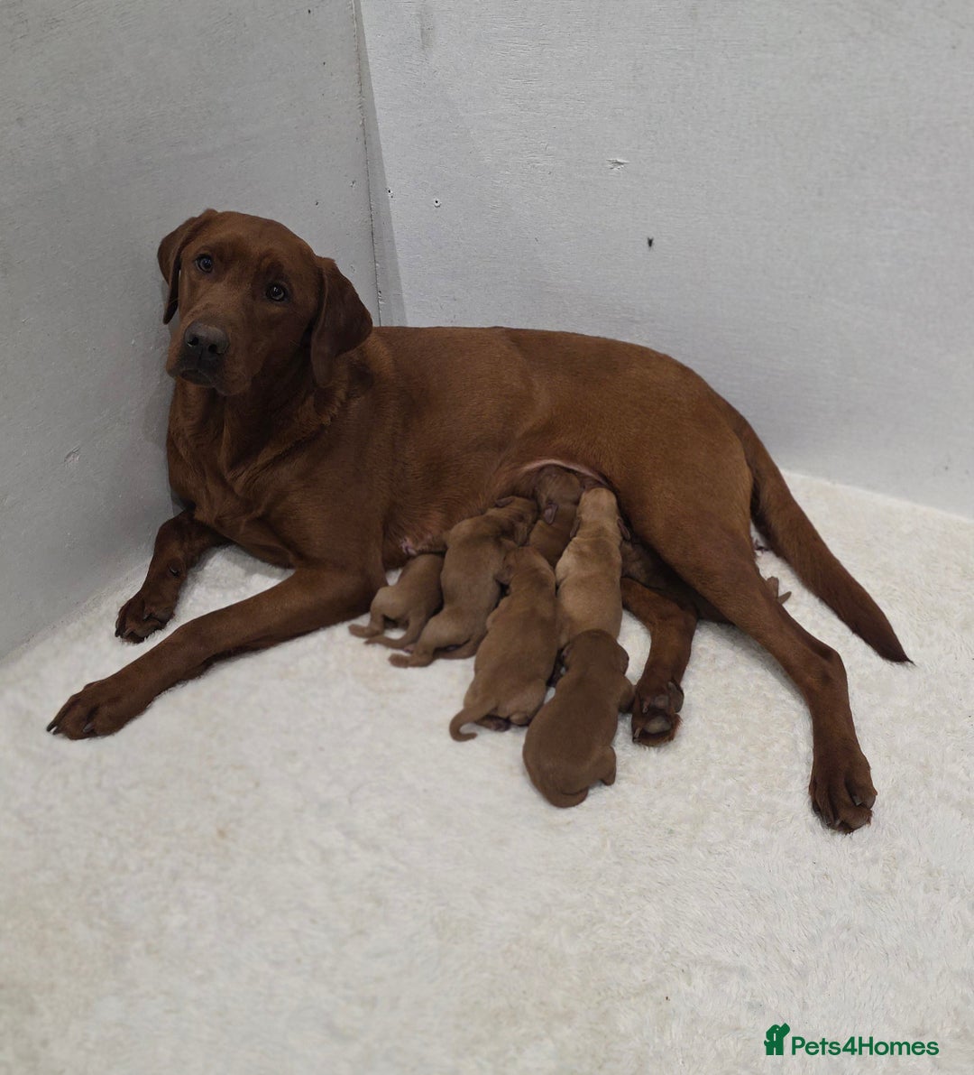 Labrador Retriever dogs for sale: Very Dark Fox Red Labrador Puppies *Health Tested* - Advert 2