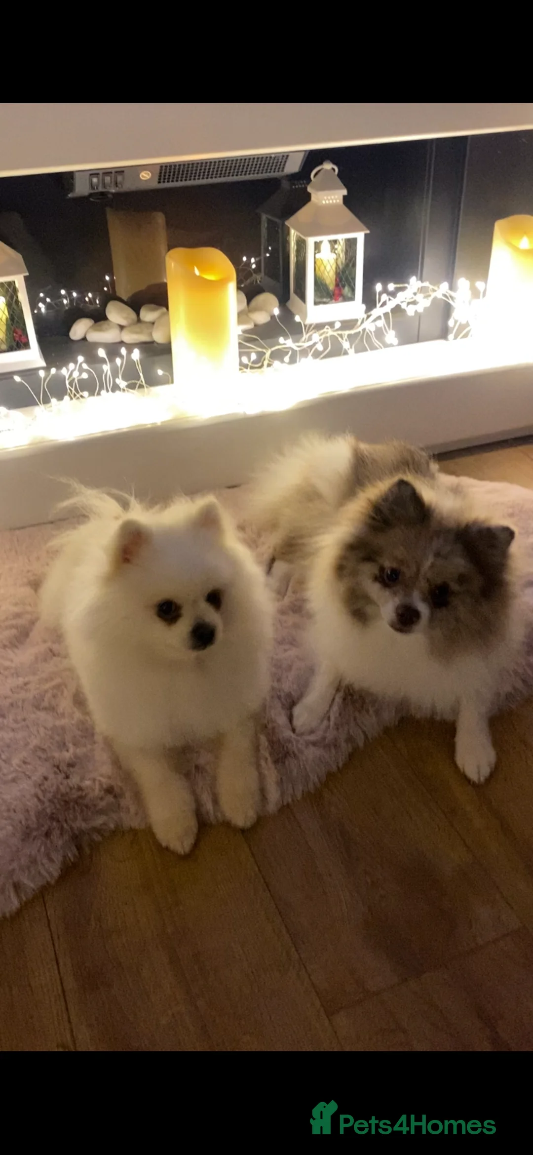 Pomeranian dogs for sale: Little bundles of fluffy joy in Reading - Advert 1