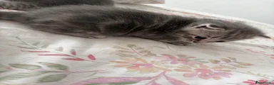 British Shorthair 3
