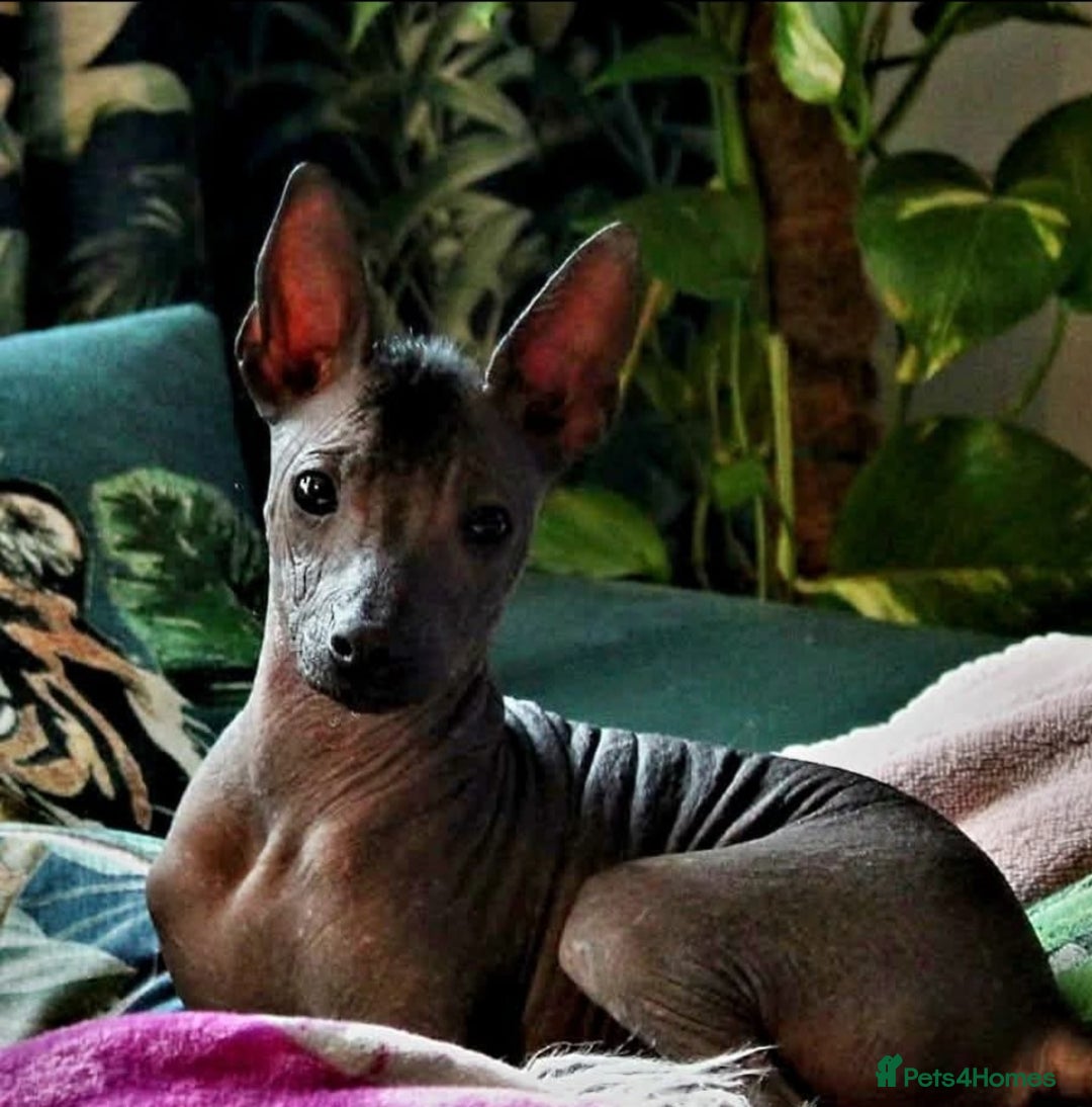 Mexican Hairless dogs for sale:  1 mini boy red  2000 mini black girl 2000. - Image 13