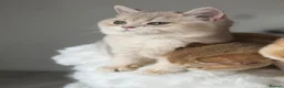 British Longhair cats for sale: British Shorthair or Longhair Godlen kittens  - Advert 10