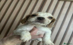 Cocker Spaniel dogs for sale: 6 gorgeous cockerspaniel puppy’s  - Image 2