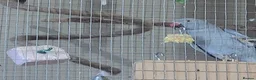Ringnecks birds for sale: Juveniles ringnecks - Advert 2