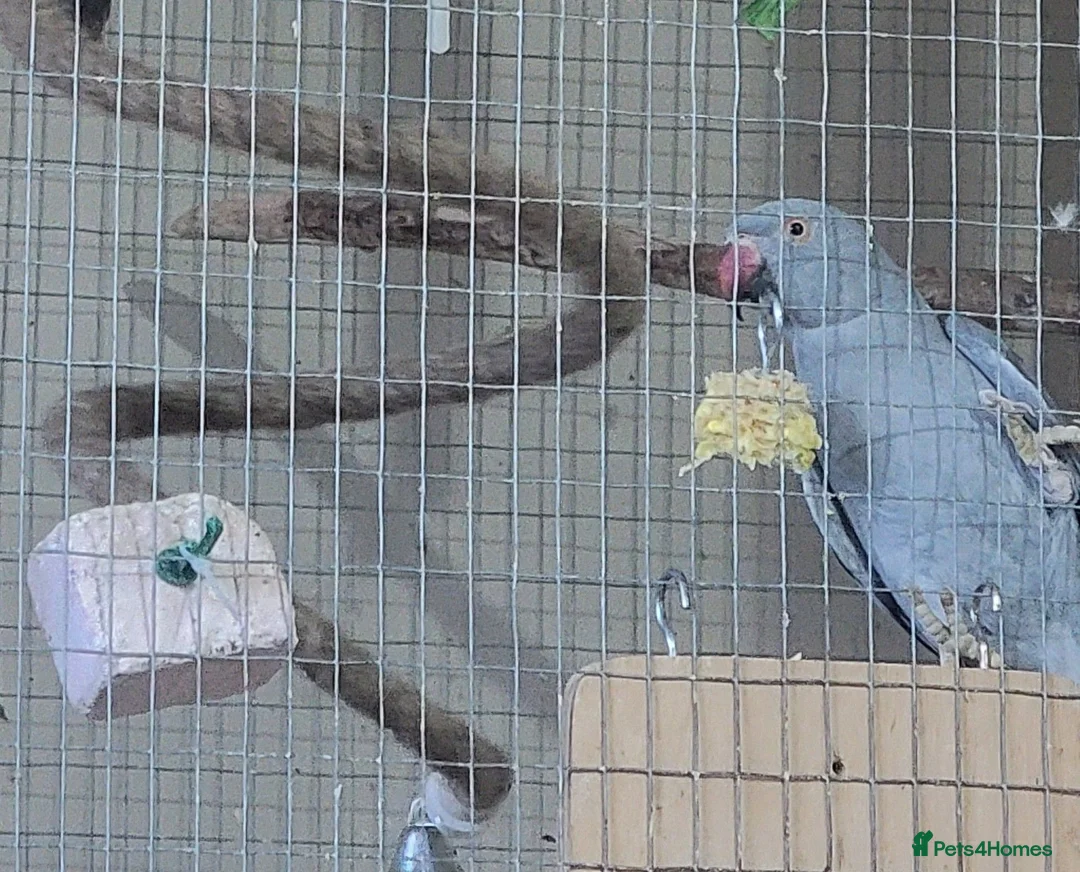 Ringnecks birds for sale: Juveniles ringnecks - Advert 2