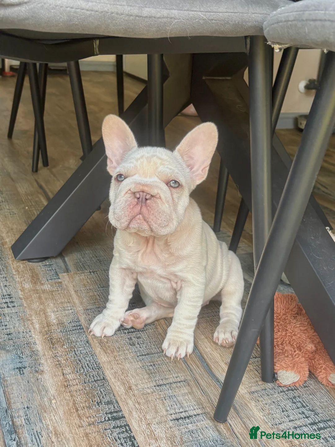 French Bulldog dogs for sale: She was my keeper. STUNNING French Bulldog Girl - Advert 2