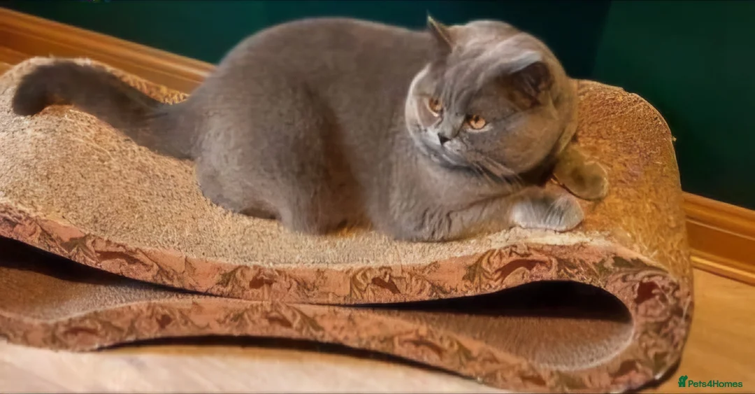 British Shorthair cats for sale: BRITISH SHORTHAIR KITTENS READY 1ST OF MAY 2026 - Advert 39