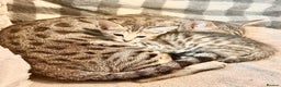 Savannah cats for sale: F4 Savannah kittens  - Advert 12
